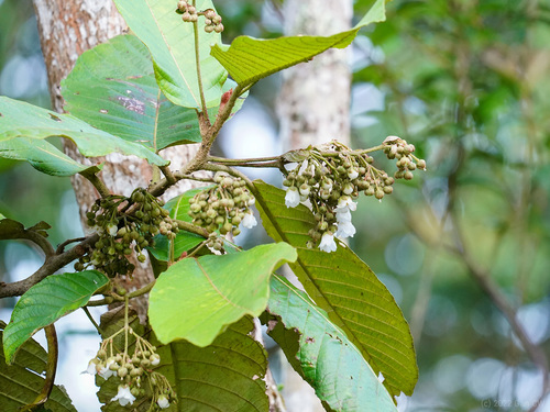 Saurauia malayana (Saurauia malayana)
