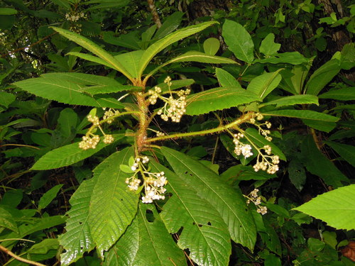 Saurauia matudae (Saurauia matudae)