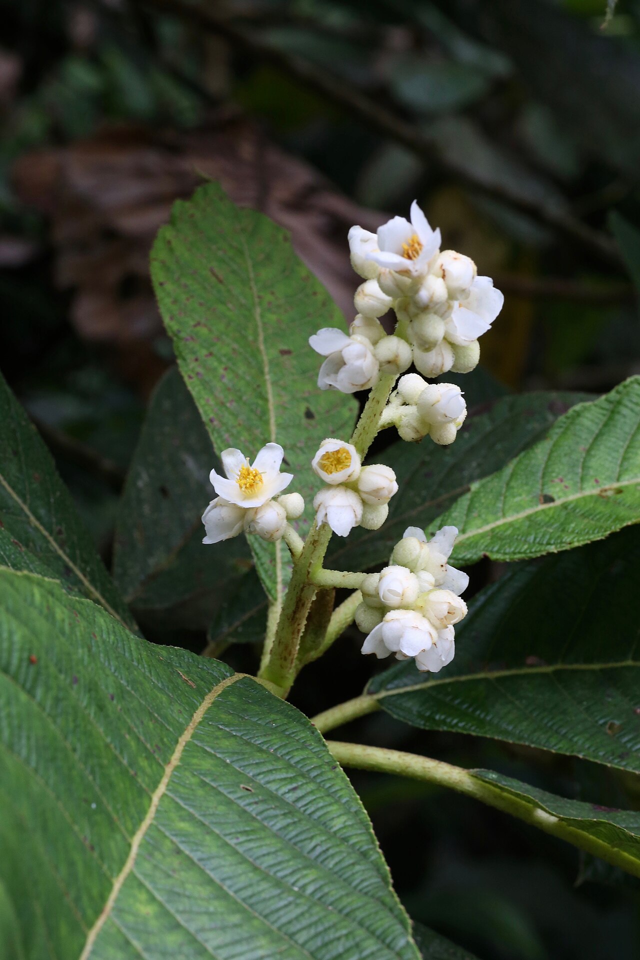 Saurauia prainiana: Ecuador, Provincia de Napo, nr. Misahuallí, along the village road