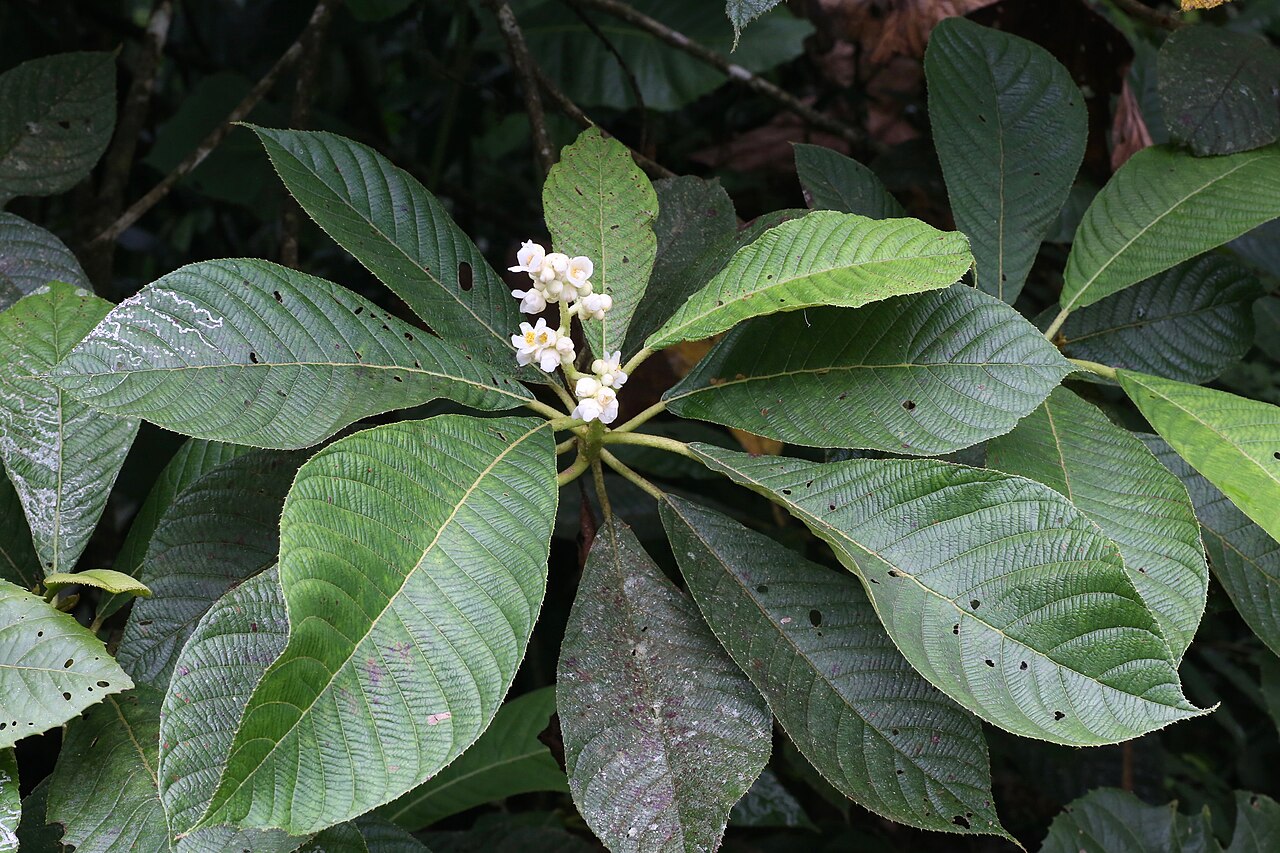 Saurauia prainiana: Ecuador, Provincia de Napo, nr. Misahuallí, along the village road