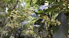 Saurauia pringlei (Saurauia pringlei)