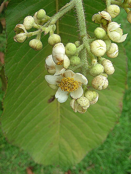 Saurauia scabra: Native to the Colombian highlands. In context at www.dixpix.ca/meso_america/Flora/ericales/index.html