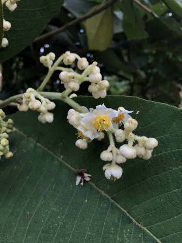 Saurauia tomentosa (Saurauia tomentosa)