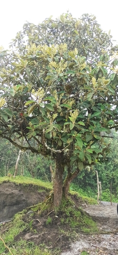 Saurauia tomentosa (Saurauia tomentosa)