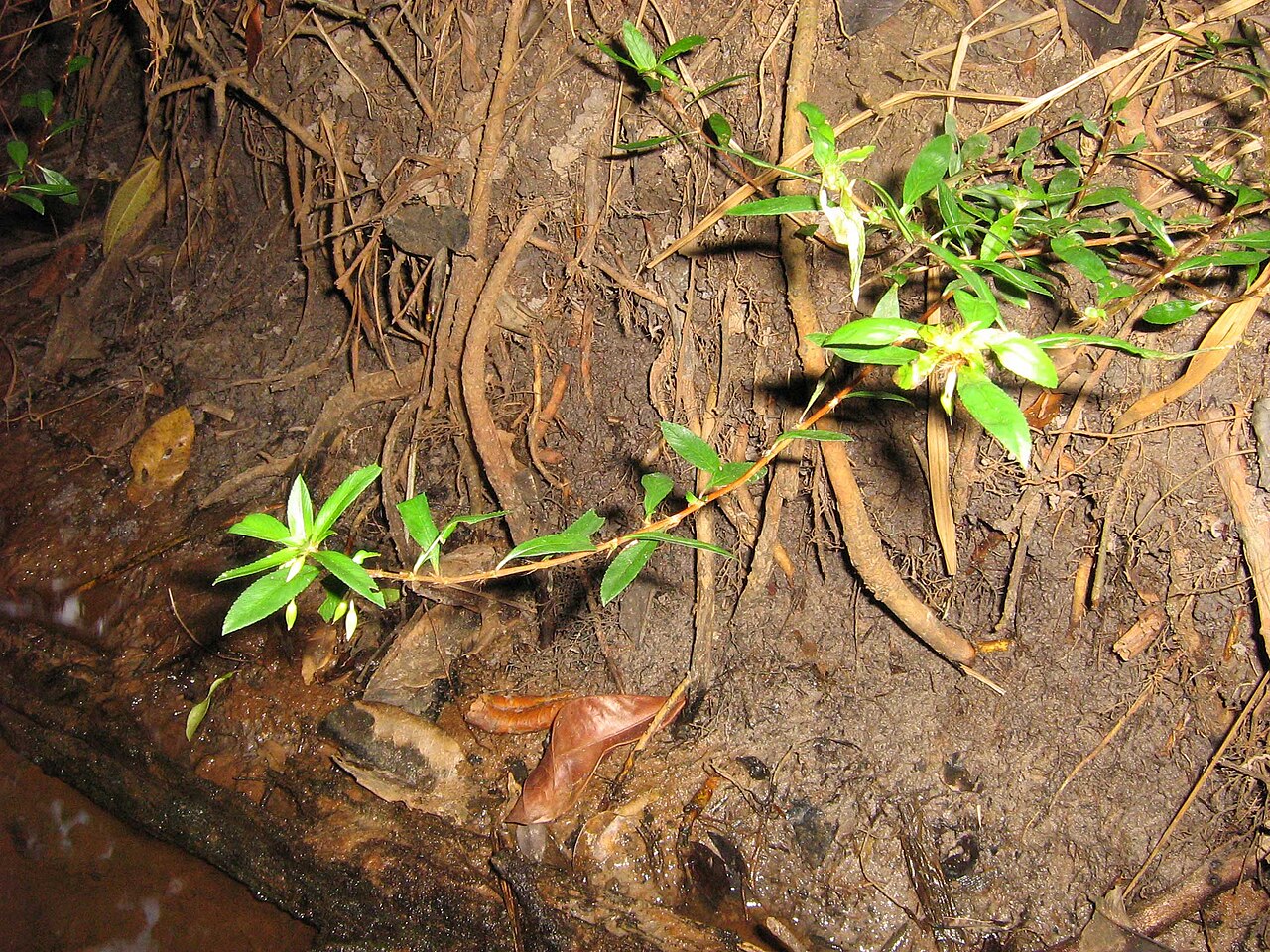Creole tea: Habit.