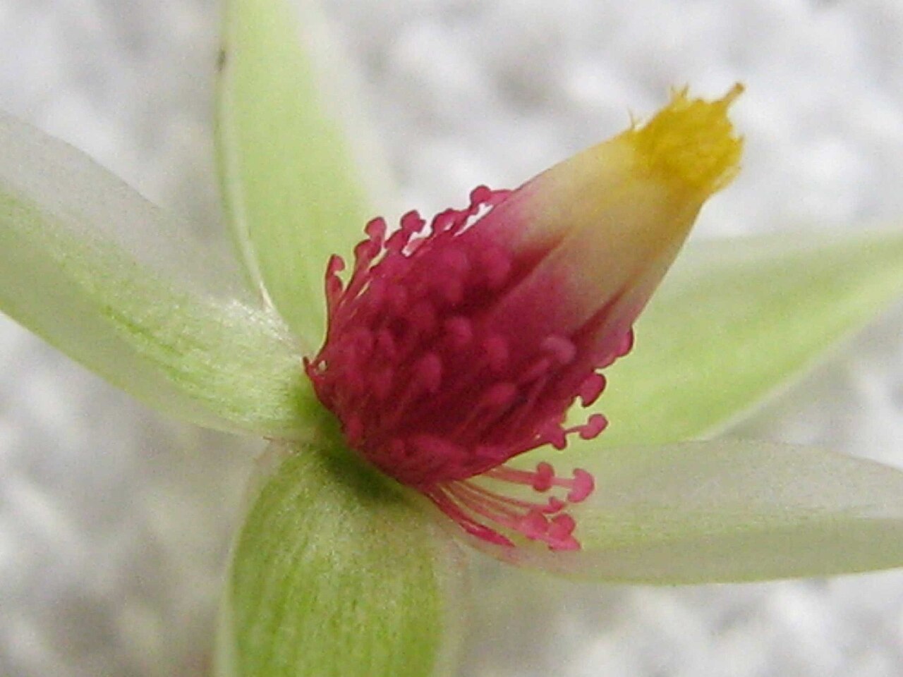 Creole tea: Sauvagesia erecta L.
