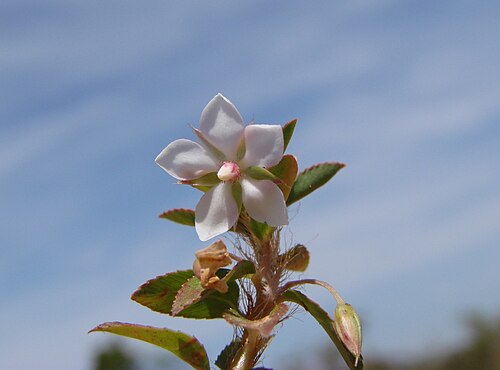 Creole tea: Sauvagesia erecta - OCHNACEAE - Parque Nacional de Brasília - Distrito Federal - Brasil.