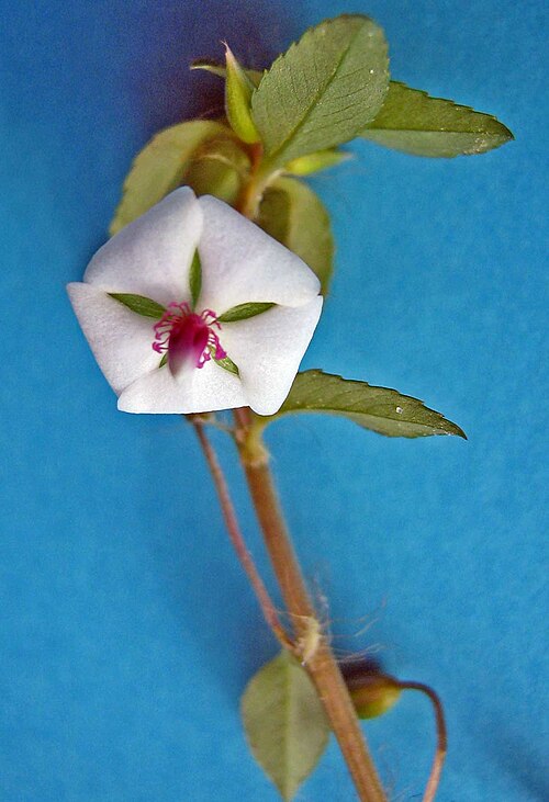Creole tea: Sauvagesia erecta L.