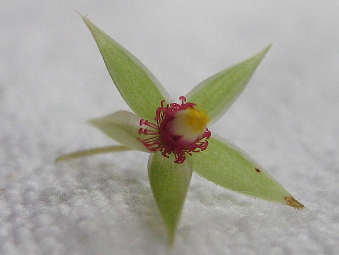 Creole tea: Sauvagesia erecta L.