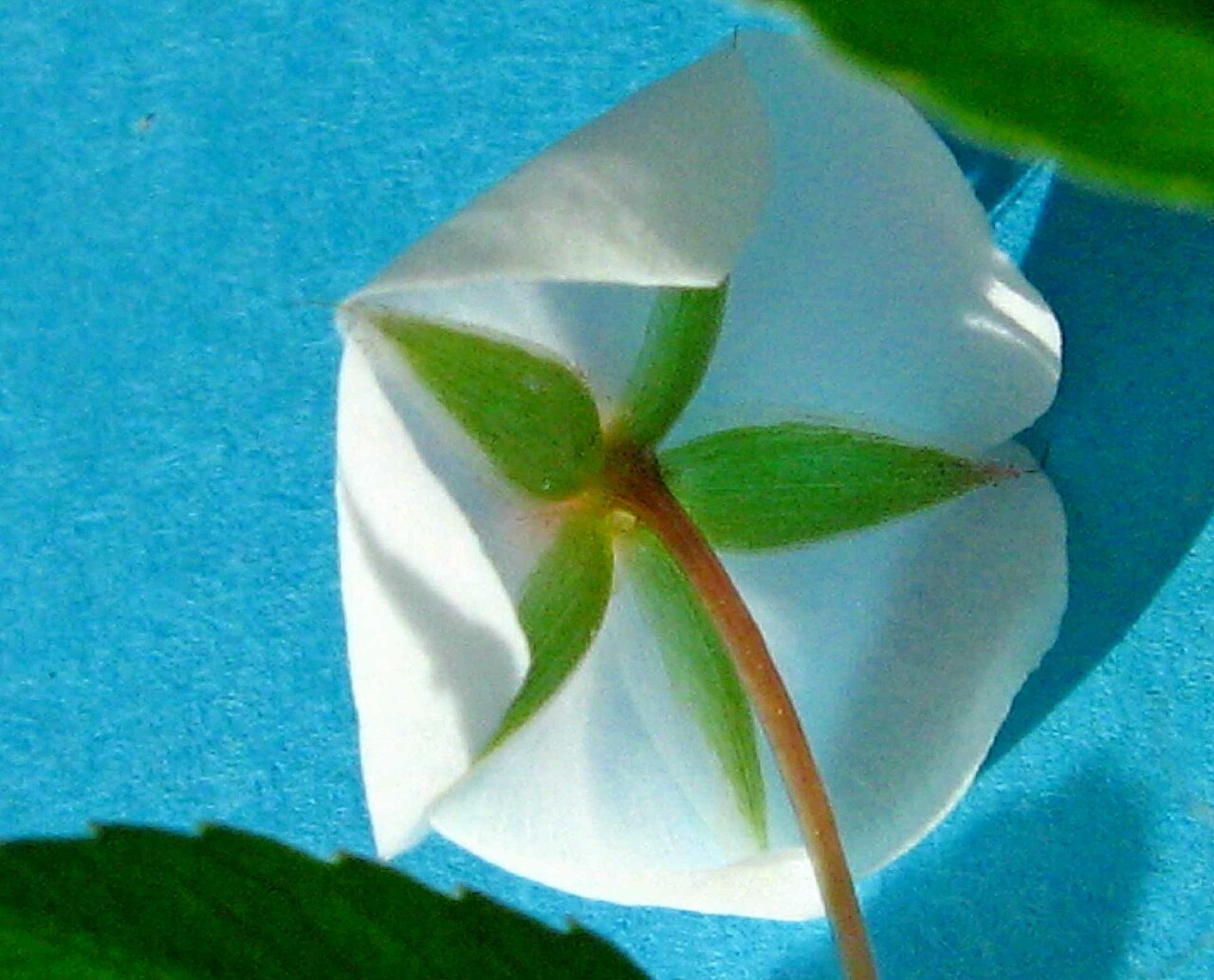 Creole tea: Sauvagesia erecta L.