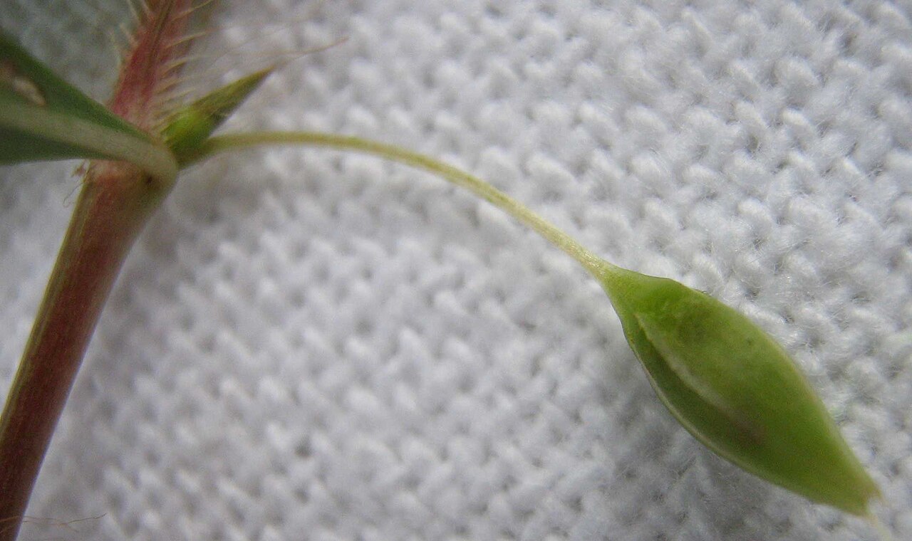 Creole tea: Sauvagesia erecta L.