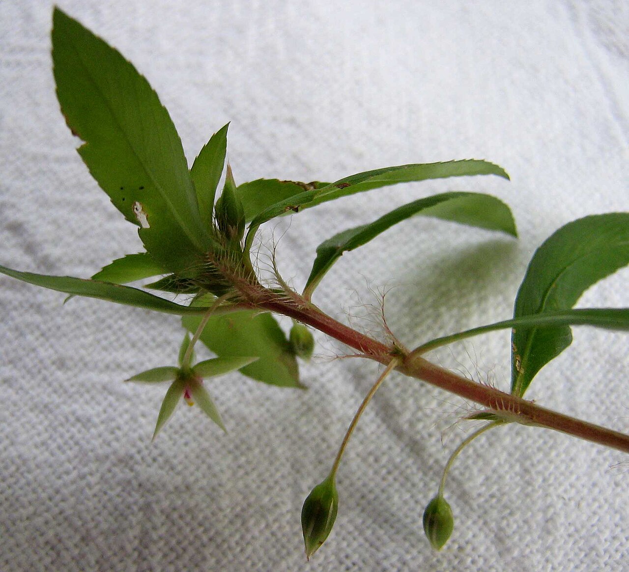 Creole tea: Sauvagesia erecta L.