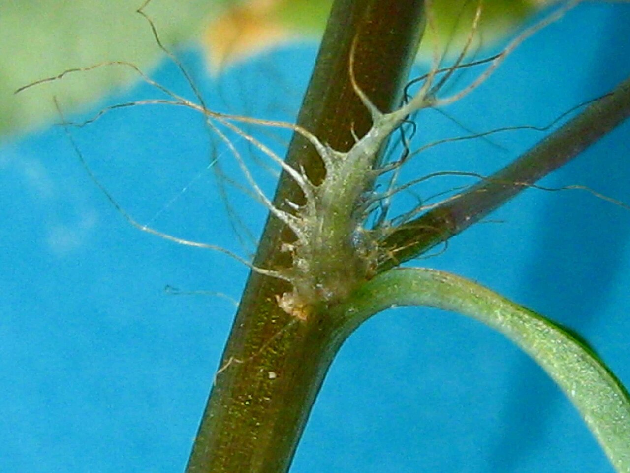 Creole tea: Sauvagesia erecta L.