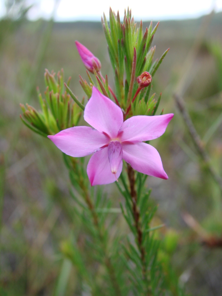 Sauvagesia ribeiroi: Sauvagesia ribeiroi Harley & Giul. - OCHNACEAE - Espécie endêmica da Bahia - Parque Nacional da Chapada Diamantina - Palmeiras - Bahia - Brasil.