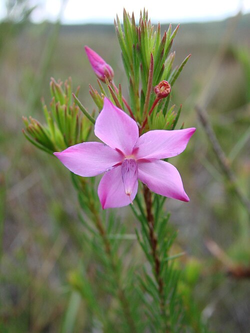 Sauvagesia ribeiroi: Sauvagesia ribeiroi Harley & Giul. - OCHNACEAE - Espécie endêmica da Bahia - Parque Nacional da Chapada Diamantina - Palmeiras - Bahia - Brasil.