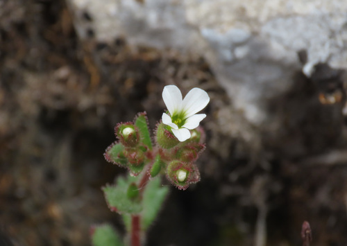 Wedgeleaf saxifrage (Saxifraga adscendens)