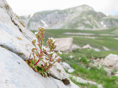 Wedgeleaf saxifrage (Saxifraga adscendens)