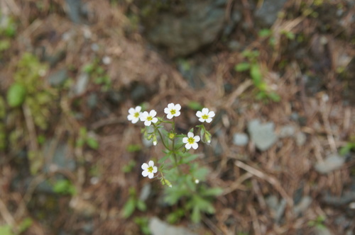 Wedgeleaf saxifrage (Saxifraga adscendens)