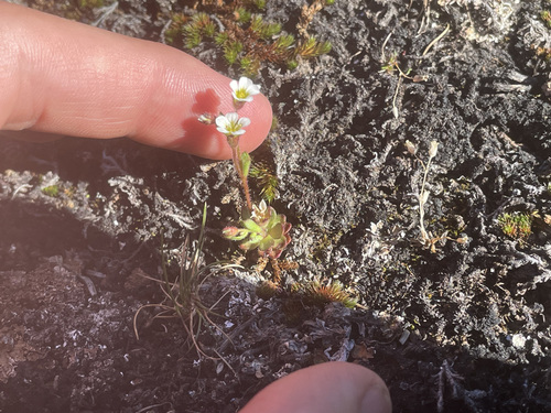 Wedgeleaf saxifrage (Saxifraga adscendens)