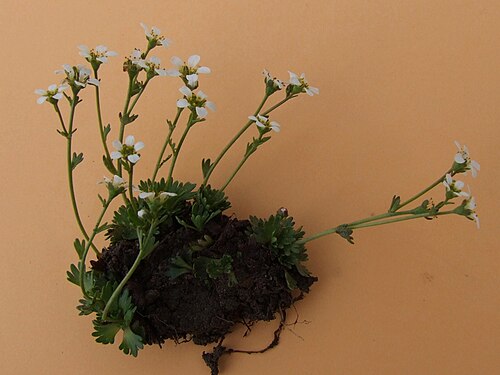 Wedgeleaf saxifrage: Saxifraga adscendens