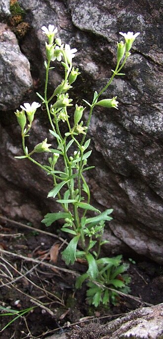 Wedgeleaf saxifrage: Saxifraga adscendens