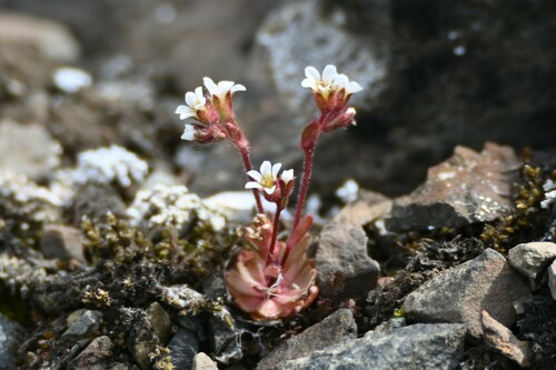 Wedgeleaf saxifrage (Saxifraga adscendens)