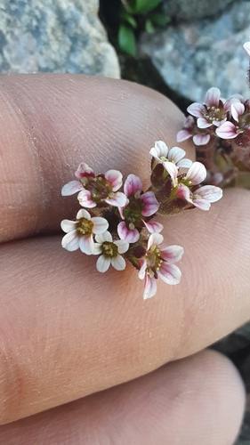 Wedgeleaf saxifrage (Saxifraga adscendens)