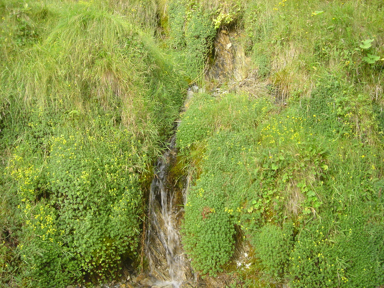 Yellow mountain saxifrage: Alpine rivulet with Saxifraga aizoides