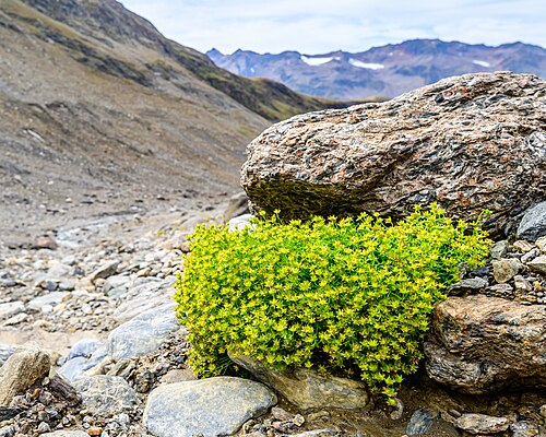 Yellow mountain saxifrage: Yellow mountain saxifrage