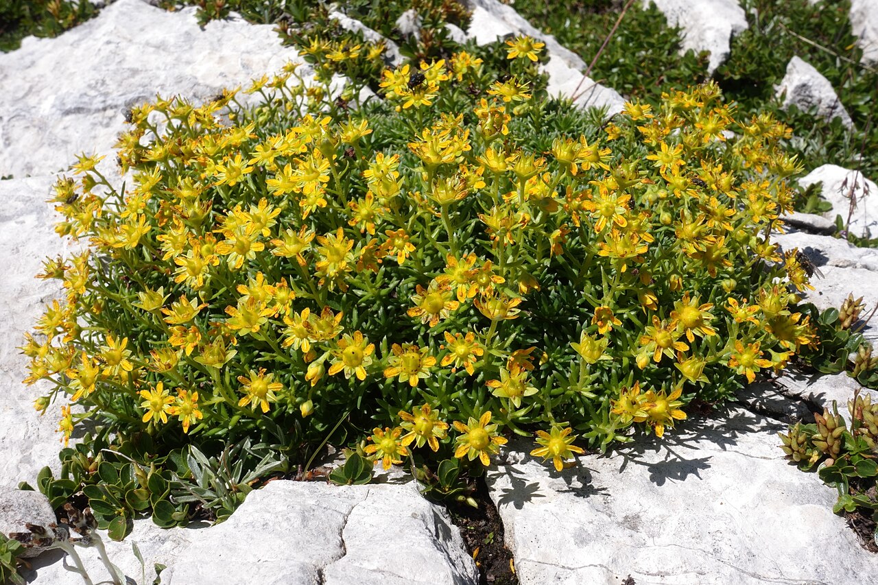 Yellow mountain saxifrage: Saxifraga aizoides, Warscheneck, Totes Gebirge