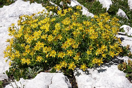 Yellow mountain saxifrage: Saxifraga aizoides, Warscheneck, Totes Gebirge