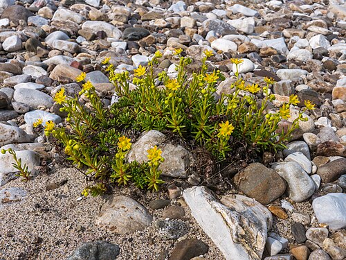Yellow mountain saxifrage: Yellow saxifrage (Saxifraga aizoides) at Børselv