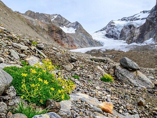 Yellow mountain saxifrage: Yellow mountain saxifrage