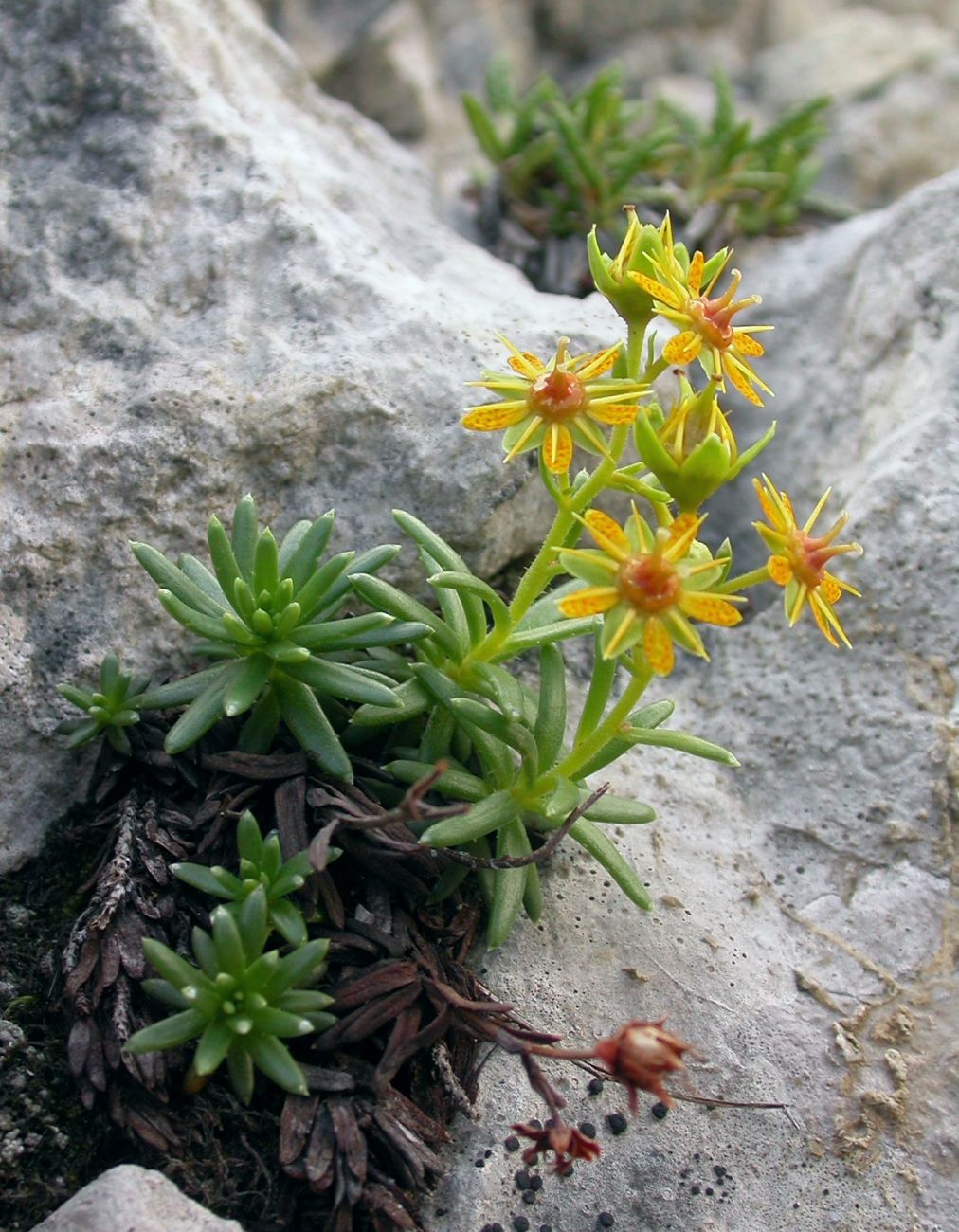 Yellow mountain saxifrage: Flowering Saxifraga aizoides at Triglav, Slovenia