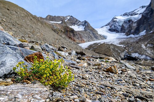 Yellow mountain saxifrage: Yellow mountain saxifrage