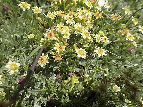 Yellow mountain saxifrage: Fetthennen-Steinbrech (Saxifraga aizoides) - Sextener Dolomiten