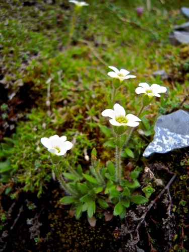 Saxifraga androsacea (Saxifraga androsacea)