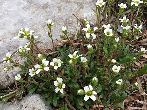 Saxifraga androsacea: Saxifraga androsaceae
