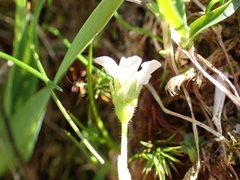 Saxifraga androsacea (Saxifraga androsacea)