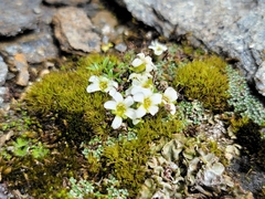 Saxifraga androsacea (Saxifraga androsacea)