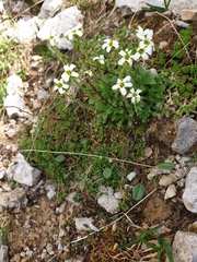 Saxifraga androsacea (Saxifraga androsacea)
