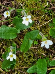 Saxifraga androsacea (Saxifraga androsacea)