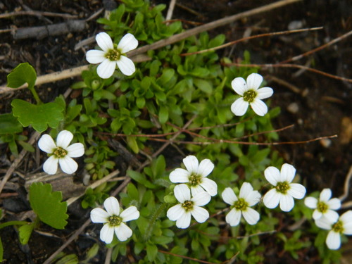 Saxifraga androsacea (Saxifraga androsacea)
