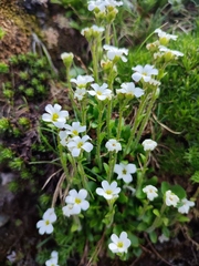 Saxifraga androsacea (Saxifraga androsacea)