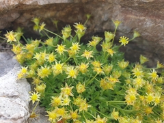Saxifraga aphylla (Saxifraga aphylla)