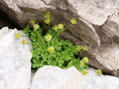 Saxifraga aphylla (Saxifraga aphylla)