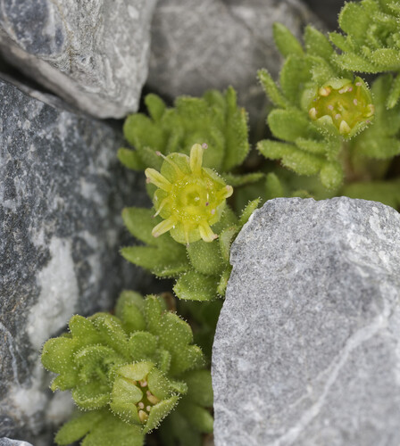 Saxifraga aphylla (Saxifraga aphylla)