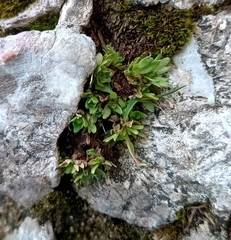 Saxifraga aphylla (Saxifraga aphylla)