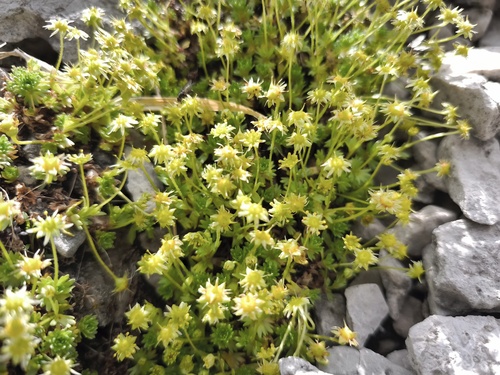 Saxifraga aphylla (Saxifraga aphylla)