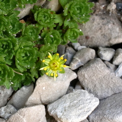 Saxifraga aphylla (Saxifraga aphylla)